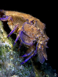 Spanish Lobster ( nightdive ). F 9.5, 1/90 sc., ISO 200. ... by Rico Besserdich 